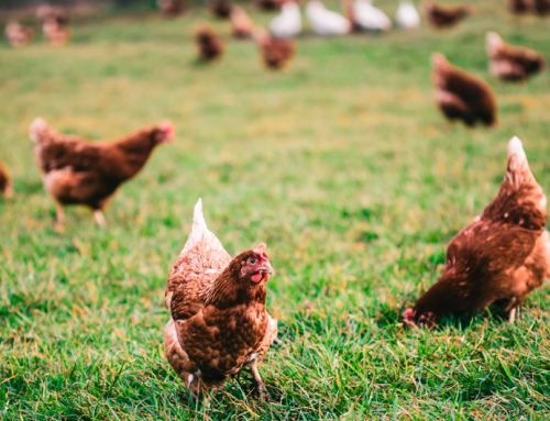 Los casos de gripe aviar aumentan en Europa: estos son los principales datos