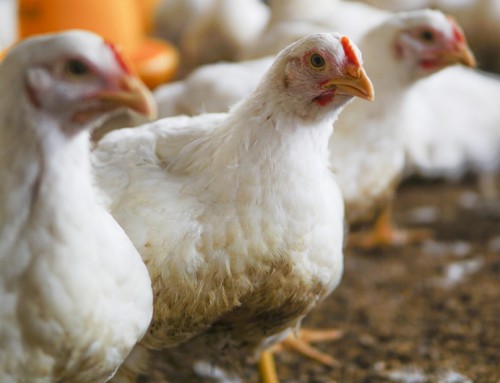El sector avícola sevillano calcula pérdidas de 50.000 euros por granja debido a la gripe aviar
